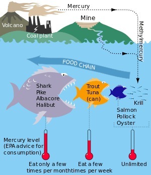 MercuryFoodChain.svg