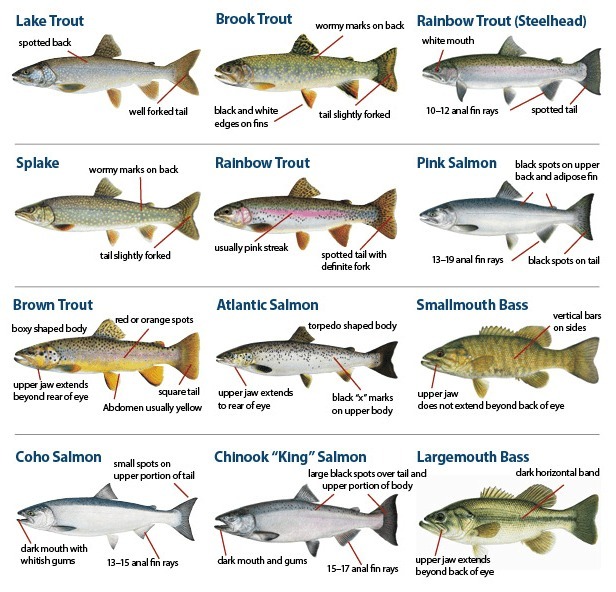 Trout is Salmon, Salmon is Life