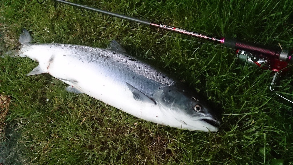 salmon2