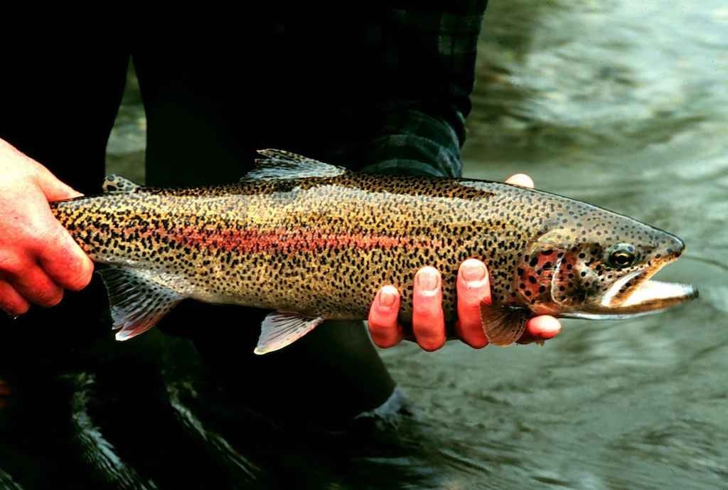 trout1