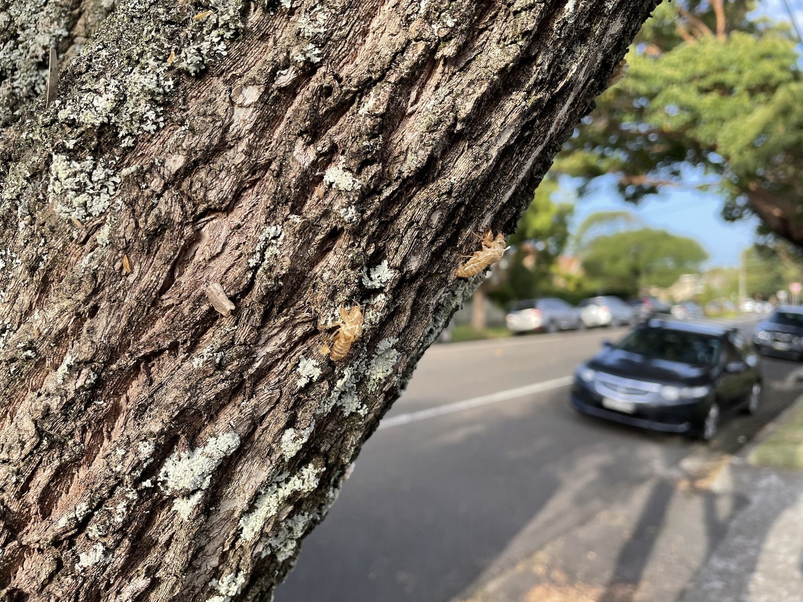 Cicadas and Leafhoppers