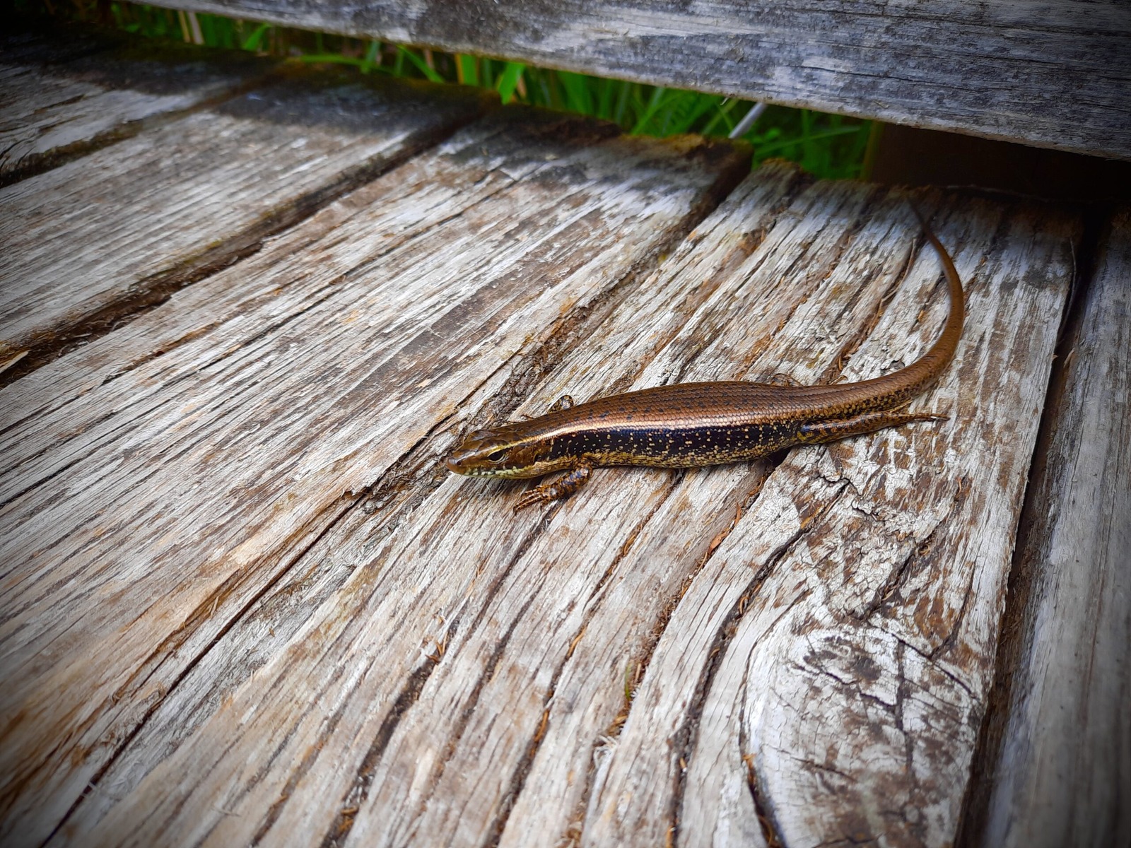 Saturated Skinks and Stink Bugs