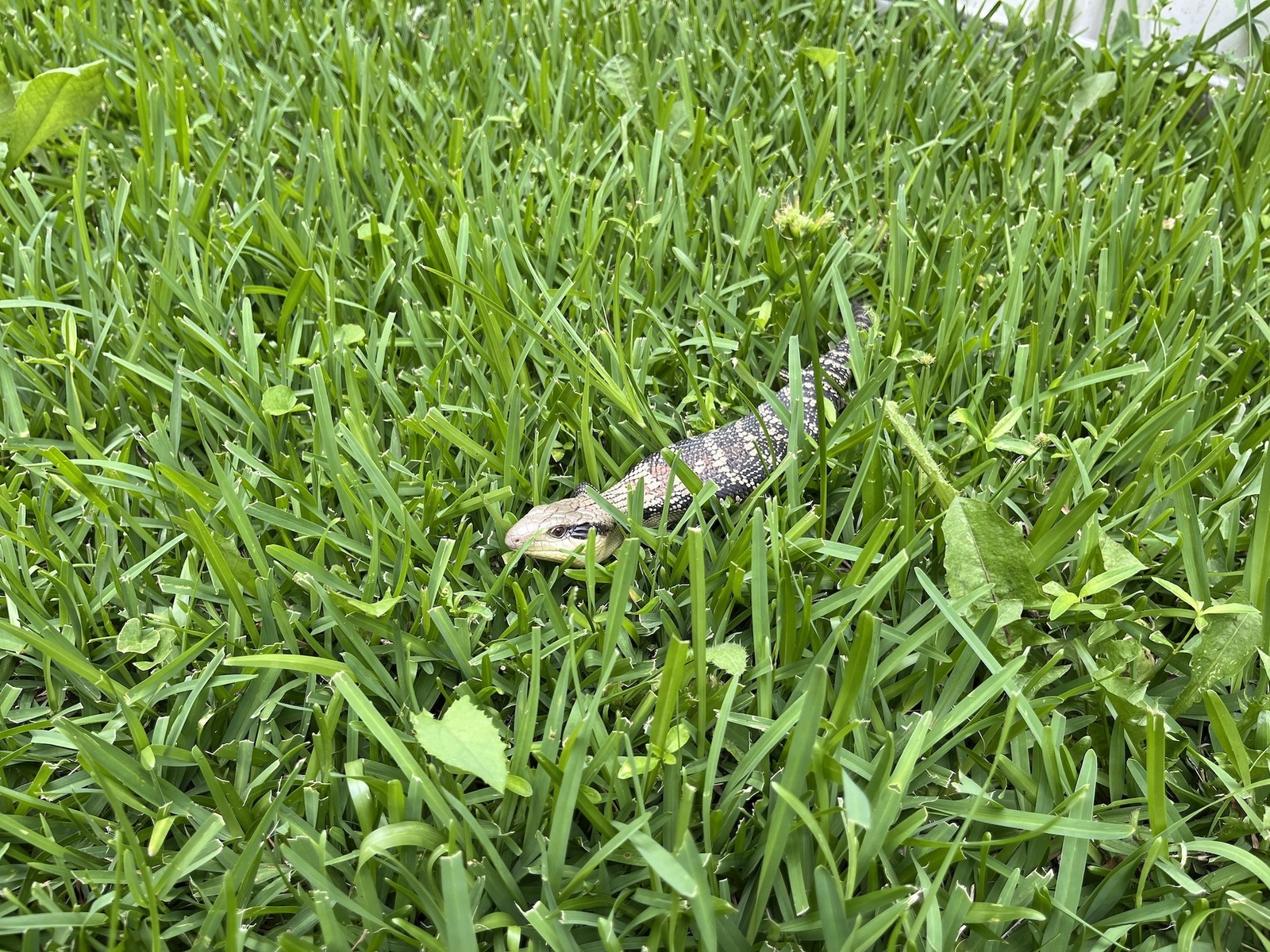 The Garden, Lizards and Bees