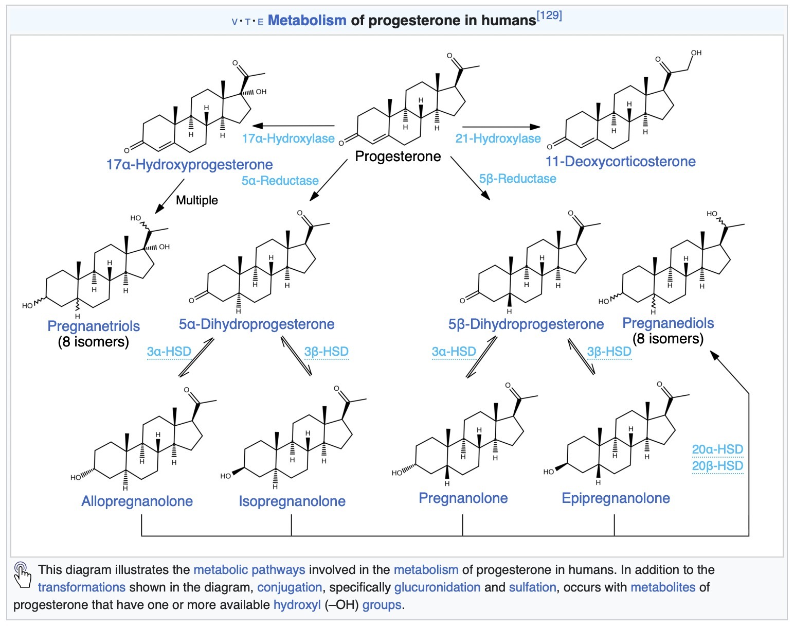 Me, Myself and Progesterone