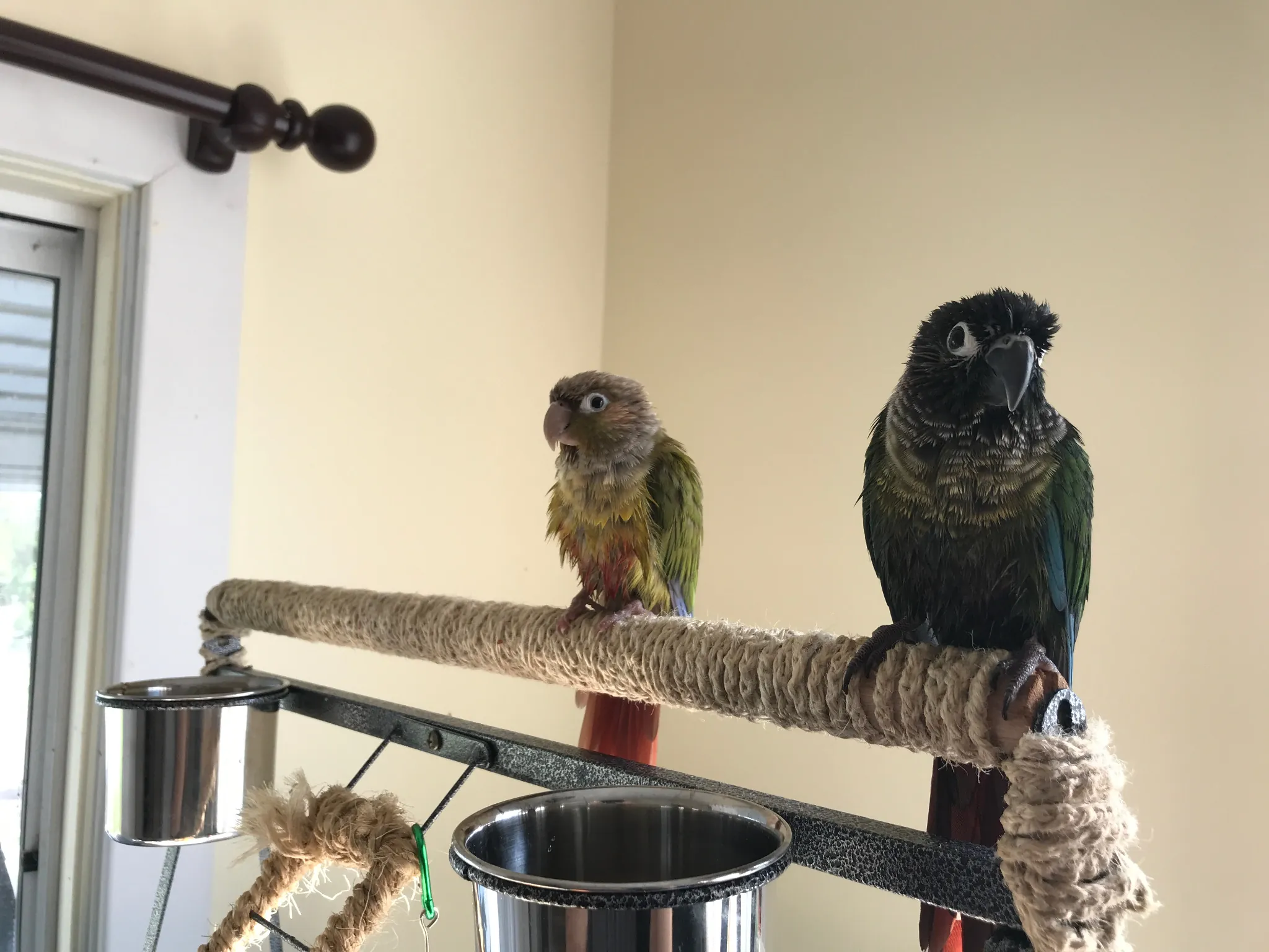 The little birds perched together