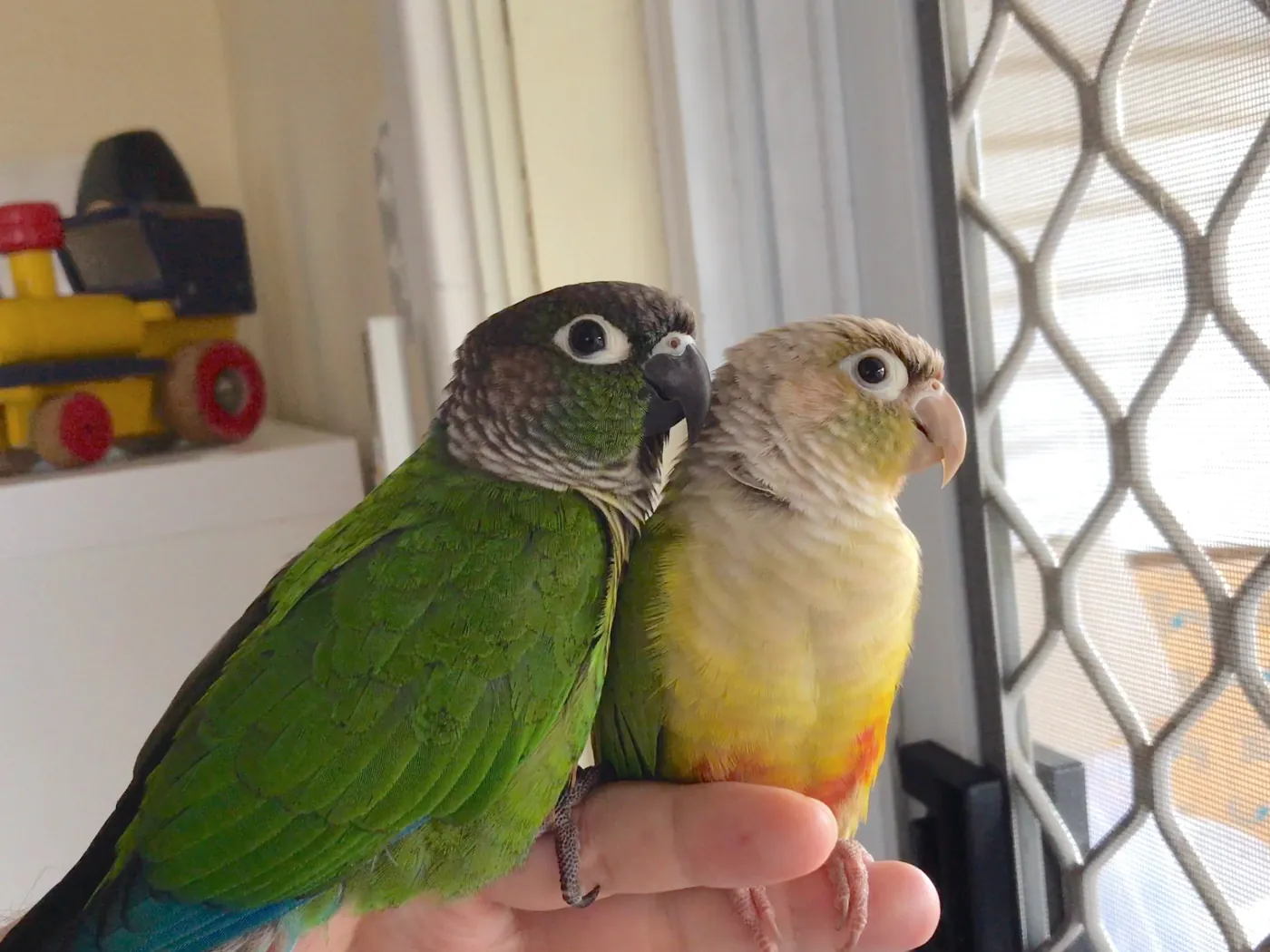 The birds (Tillie and Chip) back in 2019.
