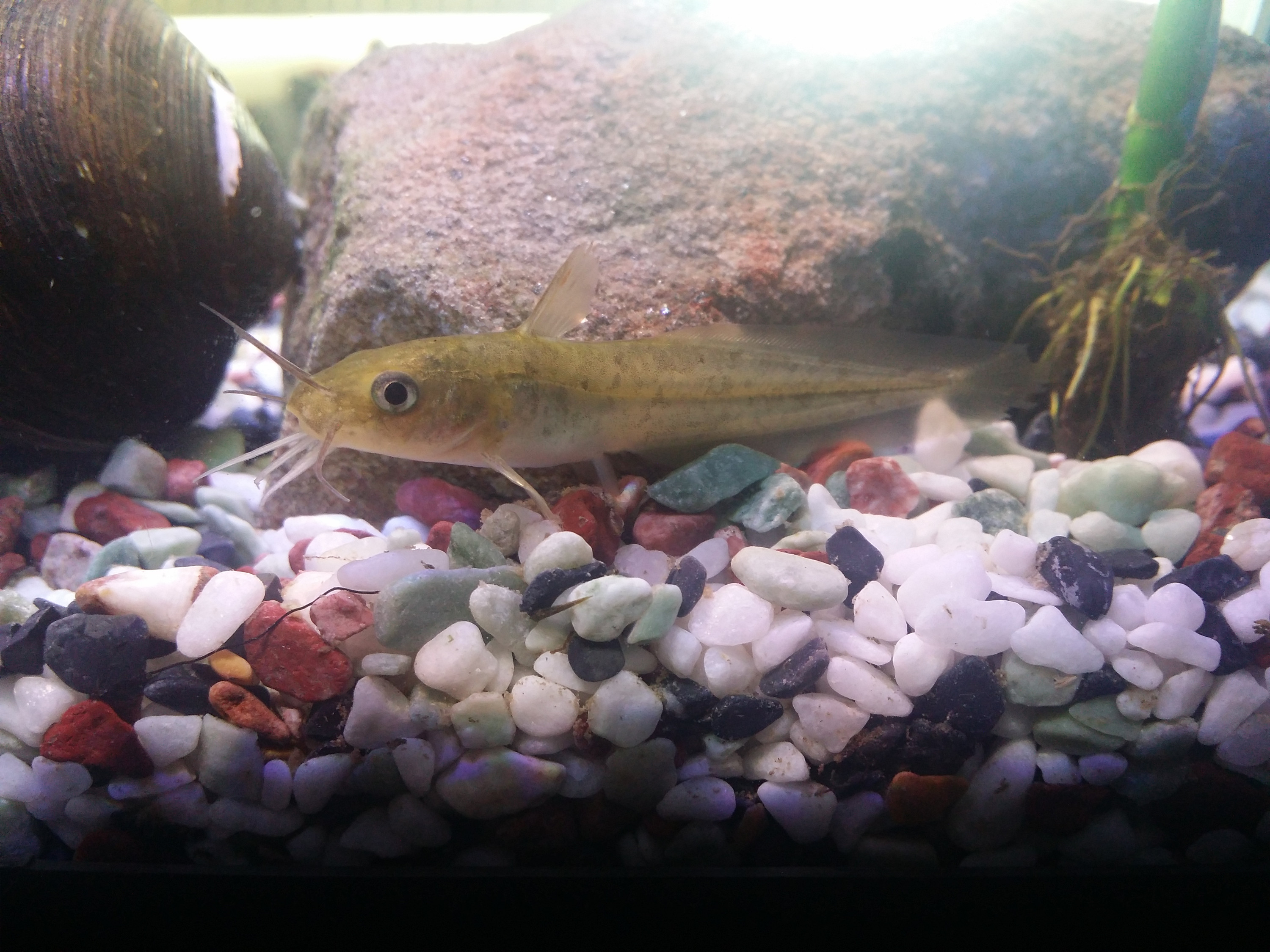 Trevor as a youngster in September 2017