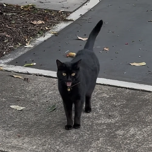 Black cat with Halloween theme